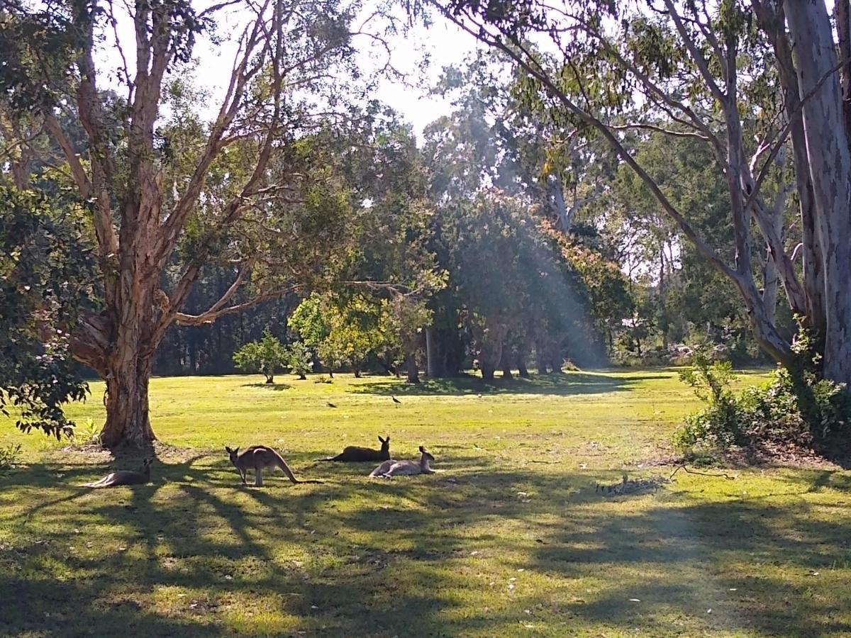 Lake Weyba Noosa Lodge & Kangaroos เพเรเจียนบีช ภายนอก รูปภาพ