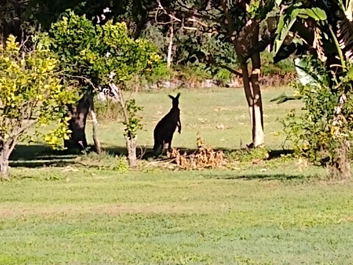 Lake Weyba Noosa Lodge & Kangaroos เพเรเจียนบีช ภายนอก รูปภาพ