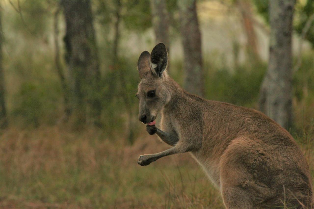 Lake Weyba Noosa Lodge & Kangaroos เพเรเจียนบีช ภายนอก รูปภาพ
