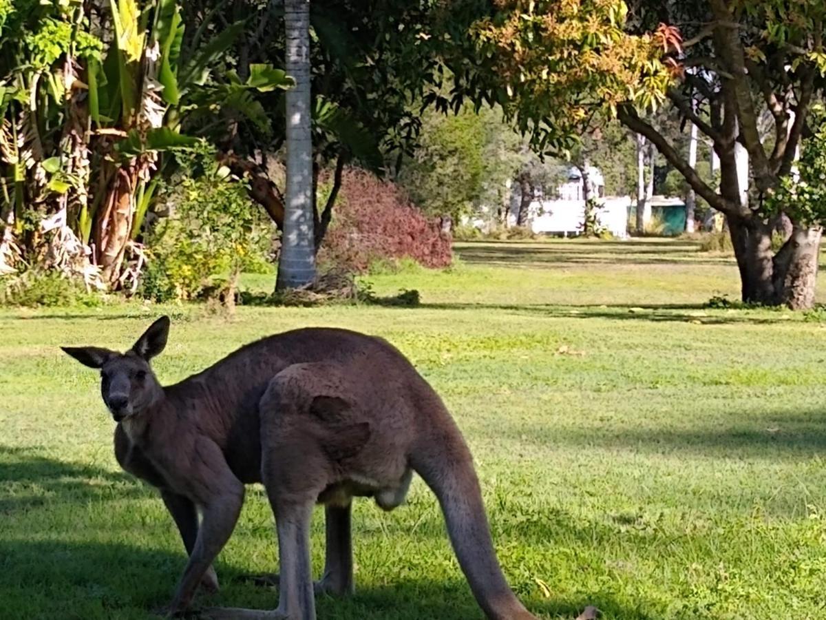 Lake Weyba Noosa Lodge & Kangaroos เพเรเจียนบีช ภายนอก รูปภาพ