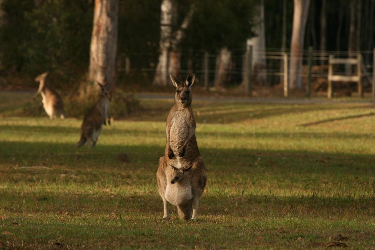 Lake Weyba Noosa Lodge & Kangaroos เพเรเจียนบีช ภายนอก รูปภาพ