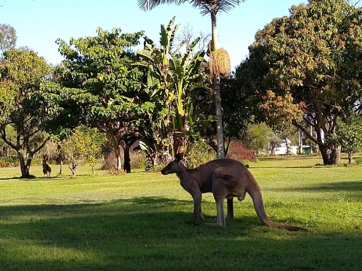 Lake Weyba Noosa Lodge & Kangaroos เพเรเจียนบีช ภายนอก รูปภาพ