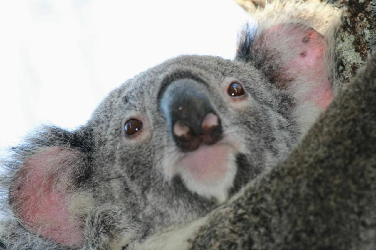 Lake Weyba Noosa Lodge & Kangaroos เพเรเจียนบีช ภายนอก รูปภาพ