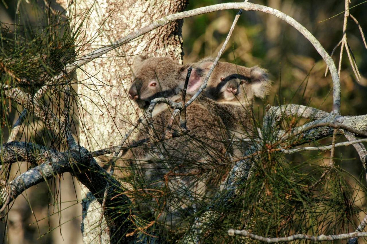 Lake Weyba Noosa Lodge & Kangaroos เพเรเจียนบีช ภายนอก รูปภาพ