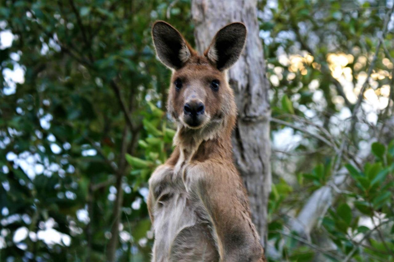 Lake Weyba Noosa Lodge & Kangaroos เพเรเจียนบีช ภายนอก รูปภาพ