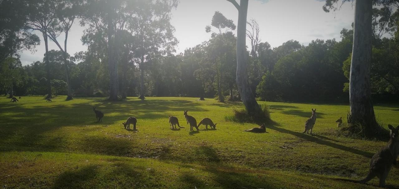 Lake Weyba Noosa Lodge & Kangaroos เพเรเจียนบีช ภายนอก รูปภาพ
