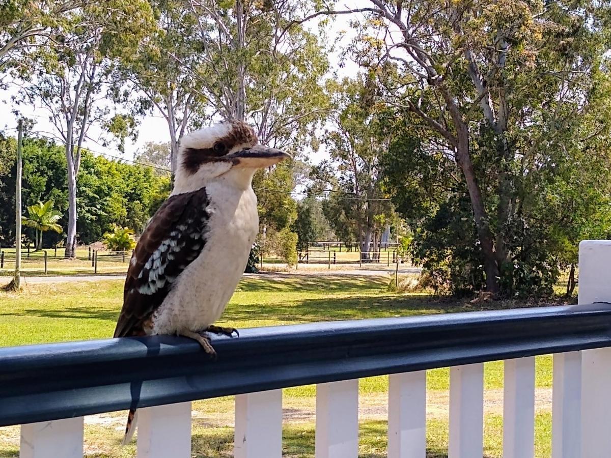 Lake Weyba Noosa Lodge & Kangaroos เพเรเจียนบีช ภายนอก รูปภาพ