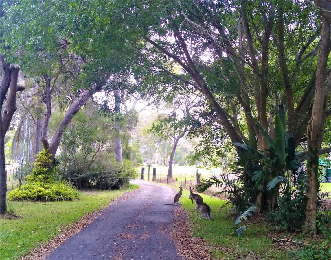 Lake Weyba Noosa Lodge & Kangaroos เพเรเจียนบีช ภายนอก รูปภาพ